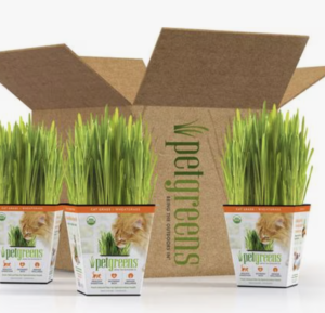 This is an image of Cat grass from Pet Greens.